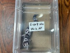 -酷以爬仙阁实体爬宠店·守宫·蜥蜴·专业繁育