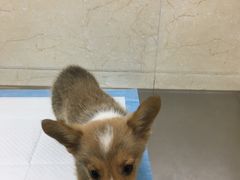 -仁华宠物医院(青羊店)