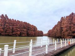 -上海海湾国家森林公园