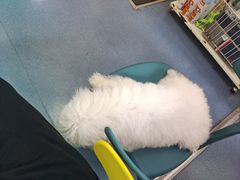 -宠颐生宠物医院外科·内科·皮肤科·影像科(石龙店)