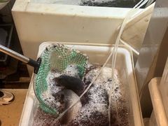 -三味鱼屋(琥珀山庄店)