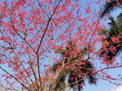 -广州市流溪河国家森林公园