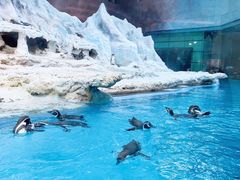 -帝企鹅自助餐厅•儿童岛•真企鹅(长隆企鹅酒店)