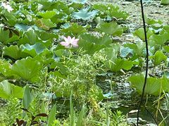 -昆山城市生态森林公园