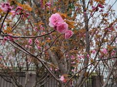 -高东镇樱花园