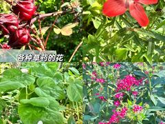 -广州神农草堂中医药博物馆
