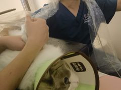 -御宝贝·A梦猫科宠物医院(国际猫友好医院)