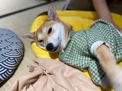 -逗柴咖啡屋·狗咖猫咖宠物桌游