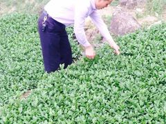 -文雅轩茶叶(锦和越界田林坊店)