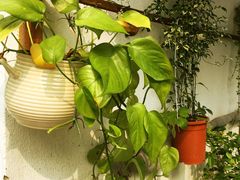 iphone_upload_pic-旺山景区