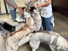 -TrueLove @ Neverland (Husky Cafe)