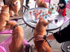 -柴犬高等学院·狗咖·柴犬售卖·宠物训练