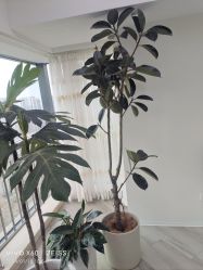 -HEYAN荷妍专业脱毛连锁机构
