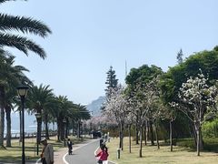 -野狸岛