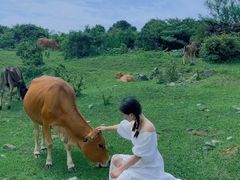 -大姆山草场