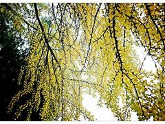 -四川大学(华西校区)