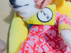 -逗柴咖啡屋·狗咖猫咖宠物桌游