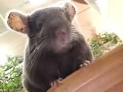 -藦茜花园宠物主题亲子互动体验馆(国顺东路店)