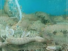 -雅逸居海鲜小厨