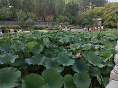 -莲湖公园