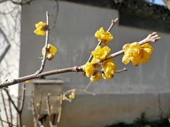 -无锡梅园公园