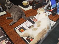 -猫咪咖啡·猫咖(万达广场店)
