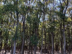 -广富林郊野公园