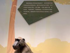 -陕西自然博物馆