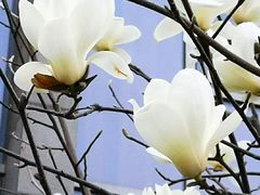 -中央公园(苏州工业园区)