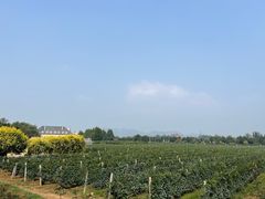 -北京张裕爱斐堡酒庄