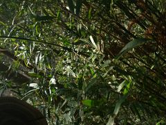 -花岩国家森林公园