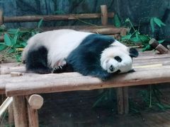-深圳野生动物园