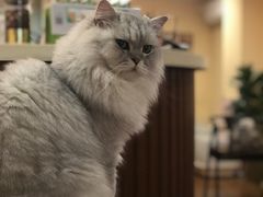 -猫友咖啡店(玉林西路店)