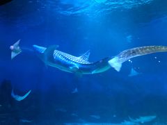 -烟台海昌鲸鲨海洋公园