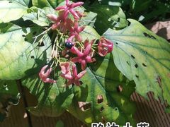 -同里国家湿地公园