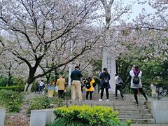 -武汉大学-樱园