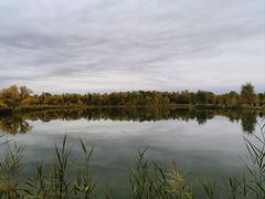 -金塔沙漠胡杨林景区