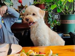 -百好乐宠物友好餐厅(朝外大街店)