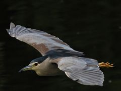 -重庆彩云湖湿地公园