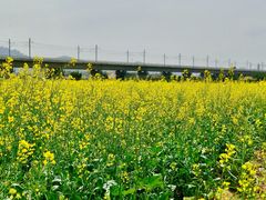 -光明小镇欢乐田园