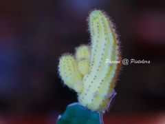 -Pistolera Mexican Cantina女枪手墨西哥餐厅(碧云路店)