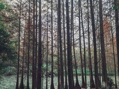 -桤木河湿地公园