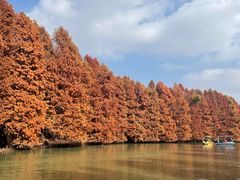 -上海海湾国家森林公园