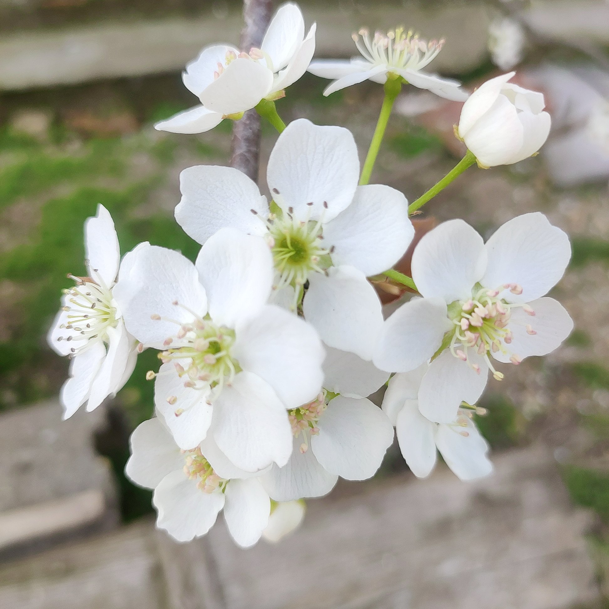 实拍梨子花