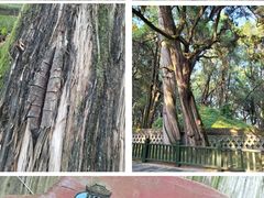 -黄帝陵