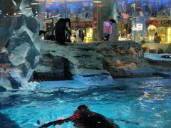 -帝企鹅自助餐厅•儿童岛•真企鹅(长隆企鹅酒店)