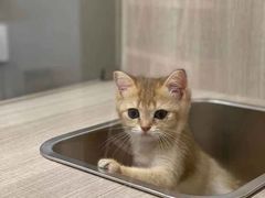 -飞行喵MR PILOT|猫舍·猫咖(静安大融城店)