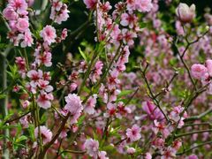 -桃花涧