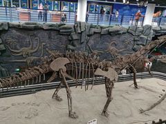 -吉林省自然博物馆