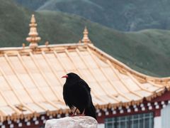 -孜珠寺